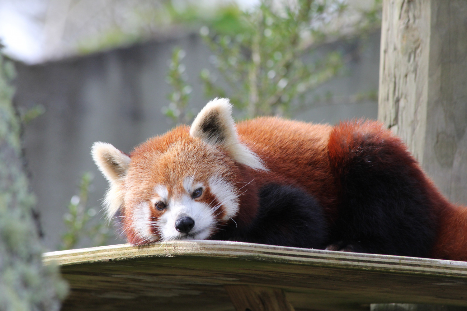horizontal closeup shot adorable red panda wooden table zoo