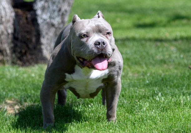 outdoor natural portrait of a pitbull at the park in the grass